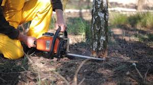 Trusted North Fork, CA Tree Removal Services Experts