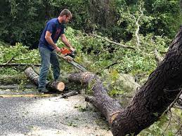 Best Tree Removal  in North Fork, CA