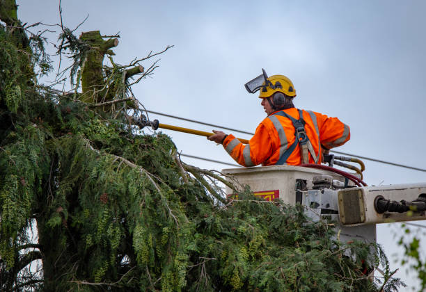 Best Leaf Removal  in North Fork, CA