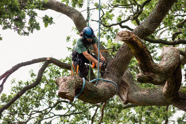 Best Tree Disease Treatment  in North Fork, CA