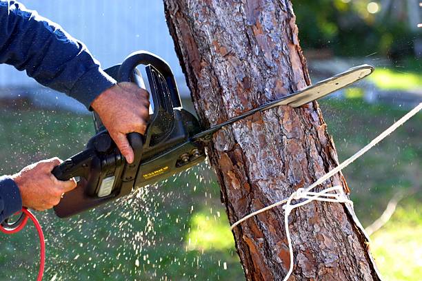 Best Root Management and Removal  in North Fork, CA