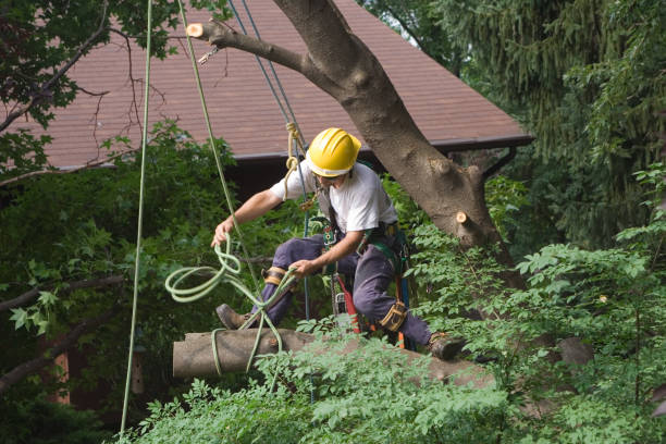 How Our Tree Care Process Works  in  North Fork, CA