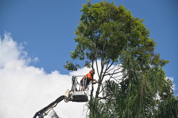 Best Tree and Shrub Care  in North Fork, CA