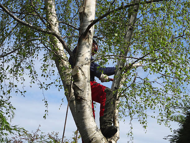  North Fork, CA Tree Removal Services Pros