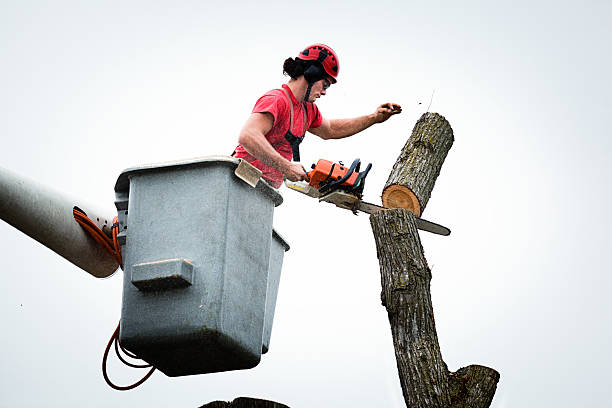 Best Storm Damage Tree Cleanup  in North Fork, CA