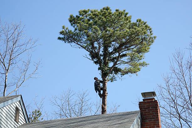 Best Commercial Tree Services  in North Fork, CA