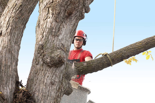 Best Tree Risk Assessment  in North Fork, CA